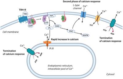 Biochemical and physiological insights into TRH receptor-mediated signaling